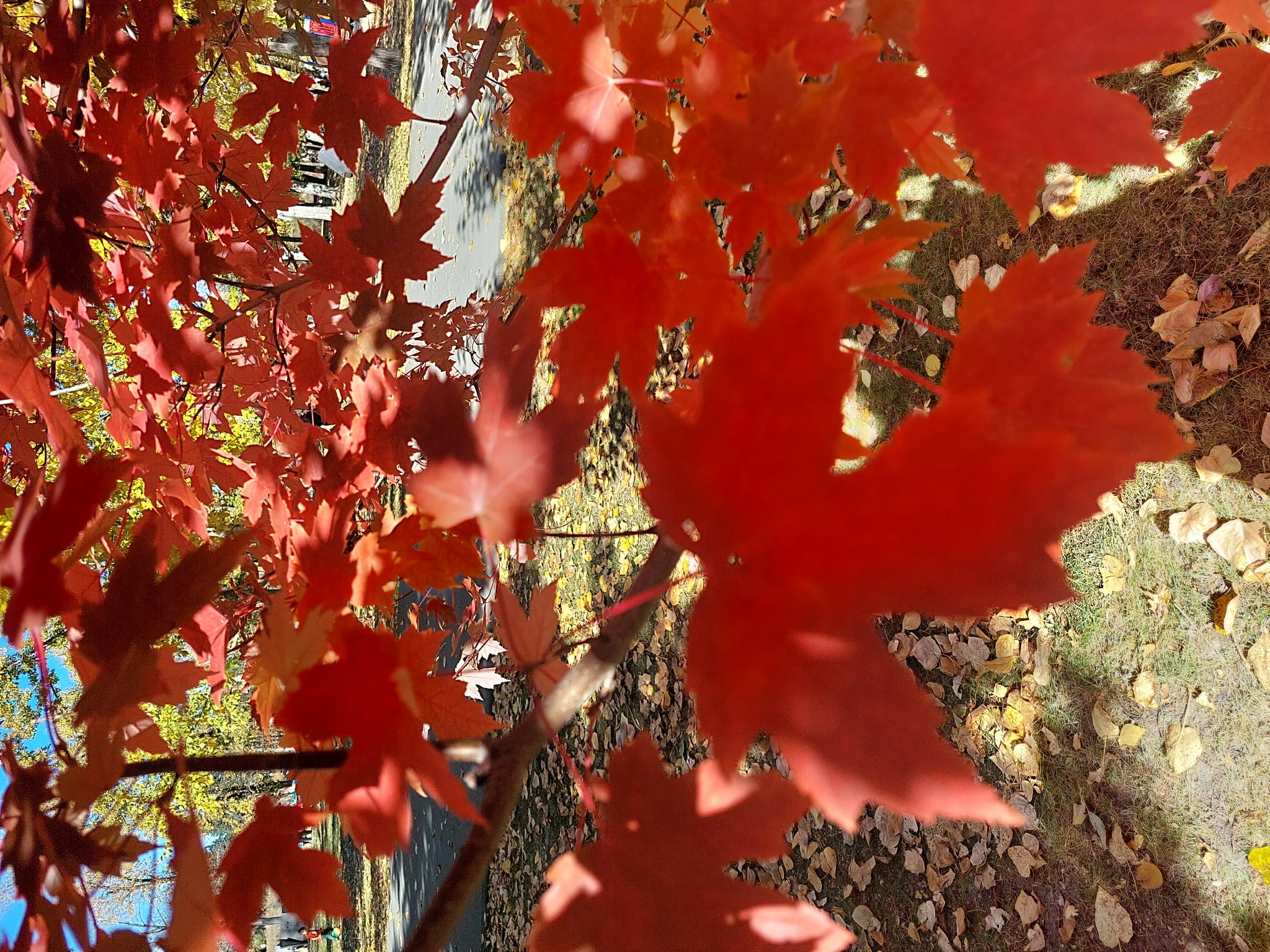 Embrace the Seasonal Transition with Holistic Wellness